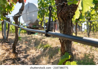 Irrigation hose on the vine in viticulture - Shutterstock ID 2187380771