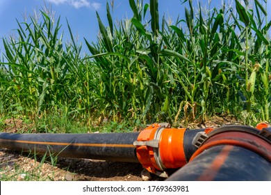 Irrigation Pipe In Corn Field.