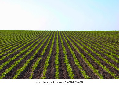 Irrigation Pivot System On The Sugar Beet Field