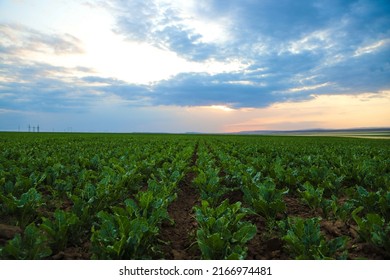 Irrigation Pivot System On The Sugar Beet Field