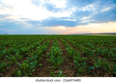 Irrigation Pivot System On The Sugar Beet Field