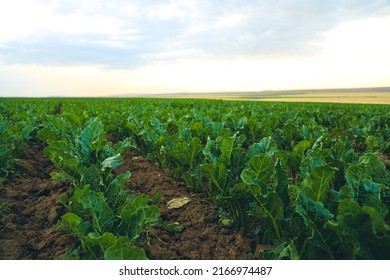 Irrigation Pivot System On The Sugar Beet Field