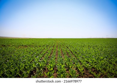 Irrigation Pivot System On The Sugar Beet Field