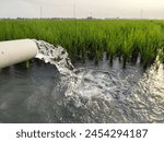 Irrigation of rice fields using pump wells with the technique of pumping water from the ground to flow into the rice fields. The pumping station where water is pumped from a irrigation canal system.