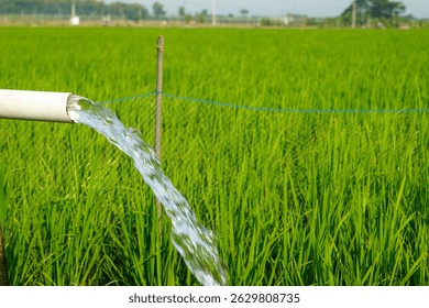 Irrigation of rice fields using pump wells with the technique of pumping water from the ground to flow into the rice fields. Pumping water through plastic PVC pipes from underground using electric. 