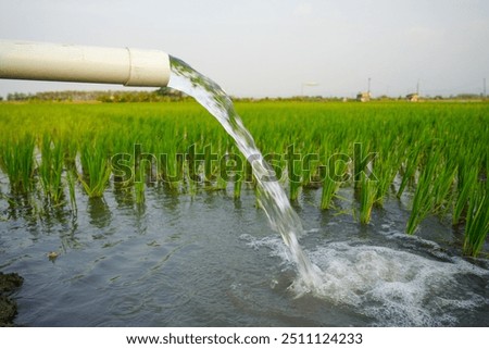 Irrigation of rice fields using pump wells with the technique of pumping water from the ground to flow into the rice fields. The pumping station where water is pumped from a irrigation canal system.