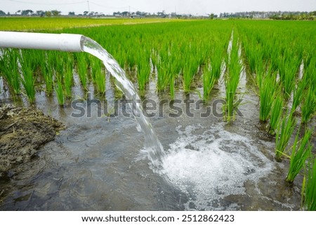 Irrigation of rice fields using pump wells with the technique of pumping water from the ground to flow into the rice fields. Using PVC pipe to pump water. Water from a canal or river.