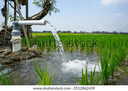 Irrigation of rice fields using pump wells with the technique of pumping water from the ground to flow into the rice fields. Using PVC pipe to pump water. Water from a canal or river.