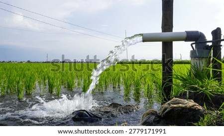 
Irrigation of rice fields using pump wells with the technique of pumping water from the ground to flow into the rice fields.
