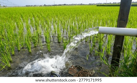 
Irrigation of rice fields using pump wells with the technique of pumping water from the ground to flow into the rice fields.