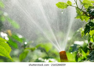 Irrigation Sprinkler Spaying Water Irrigating Summer Garden