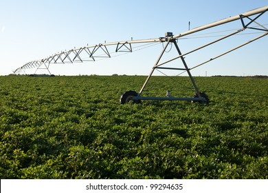 Irrigation Sprinklers In A Peanut Field