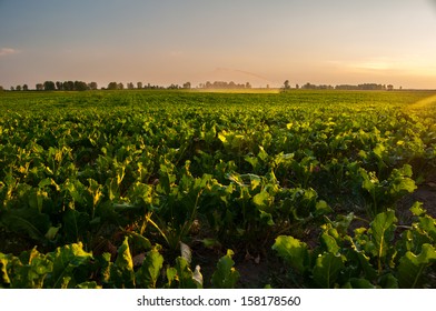 Irrigation Of Sugar Beet Agricultural Field On Sunny Summer Day.