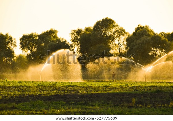 Irrigation system in field of melons. Watering\
the fields.\
Sprinkler.