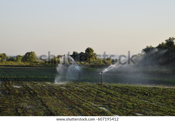 Irrigation system in field of melons. Watering\
the fields.\
Sprinkler.