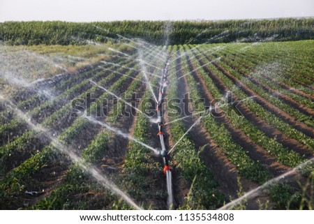 Irrigation system in function watering agricultural plants