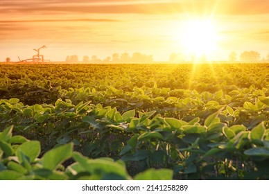 Irrigation system on agricultural soybean field, rain gun sprinkler on helps to grow plants in the dry season, increases crop yields. Landscape beautiful sunset