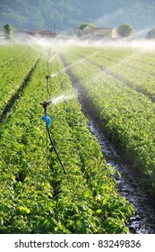 Irrigation System On A Large Farm Field Of Spinach