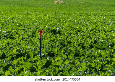 The Irrigation System On The Sugar Beet Field