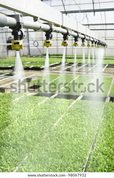 watering seedlings groworganic