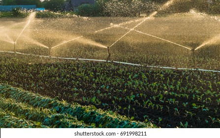 Irrigation system watering a crop of soy beans at field