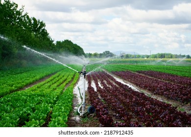 Irrigation system works in field, sprinkles water on the soil for good harvest. Sprinkler spraying agricultural field on farm - Powered by Shutterstock
