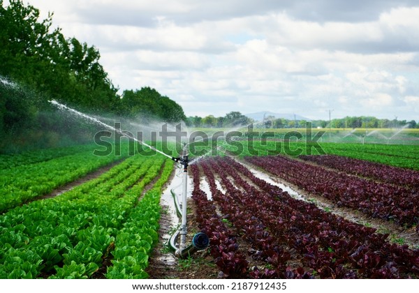 Irrigation system works in field, sprinkles water on\
the soil for good harvest. Sprinkler spraying agricultural field on\
farm