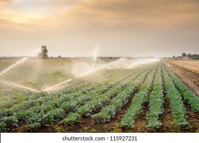 irrigation of vegetables into the sunset