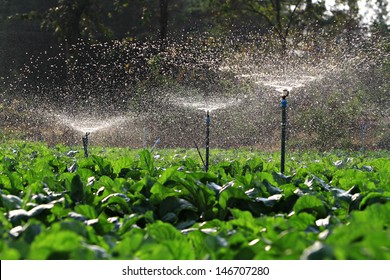 Irrigation Of Vegetables Into The Sunset 