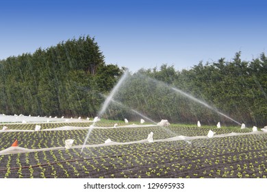 irrigation watering strawberry crops at a field - Powered by Shutterstock