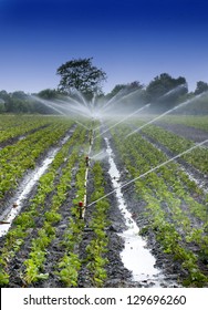 irrigation watering strawberry crops at a field