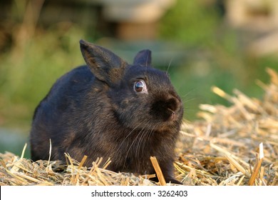 Scared Rabbit Images, Stock Photos 