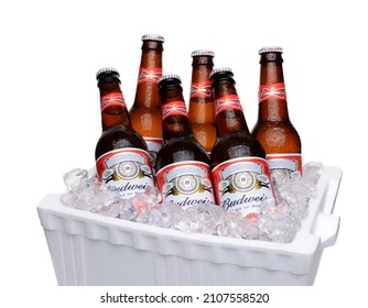 IRVINE, CA - JULY 14, 2014: Budweiser Bottles In Styrofoam Ice Chest. From Anheuser-Busch InBev, Budweiser Is One Of The Top Selling Domestic Beers In The United States.