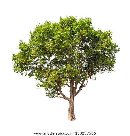 Similar – Image, Stock Photo Canopy of many trees from frog perspective, wide angle