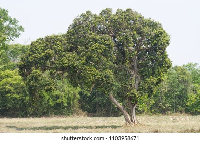 Irvingia Malayana Tree Rice Field Stock Photo 1103958671 | Shutterstock