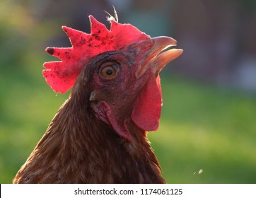 Isa Brown Backyard Hobby Farm Chicken Stock Photo 1174061125 | Shutterstock