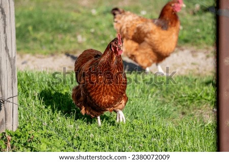 The ISA Brown Chicken are a low maintenance hybrid chicken designed by man to lay eggs. They are free range on a farm in Blayney, NSW, Australia.
