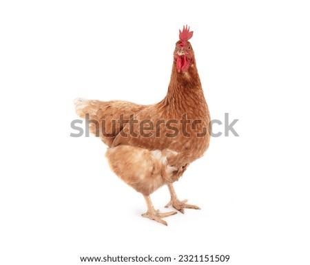 Isa Brown chicken on a white background