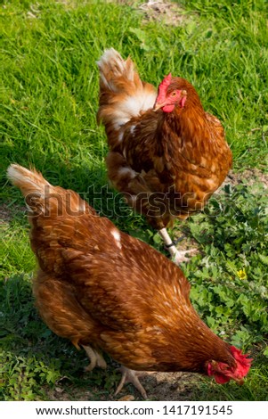 Similar – Image, Stock Photo Chickens on meadow. Meat