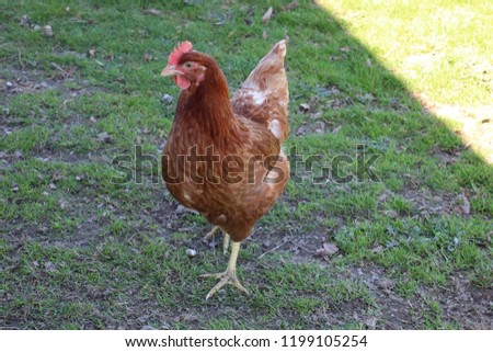 isa brown chooks in paddock scratching for food