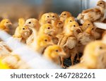 ISA brown day-old layer chicks in the cage rearing system, selective focus.