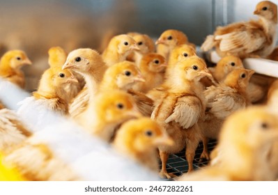 ISA brown day-old layer chicks in the cage rearing system, selective focus. - Powered by Shutterstock