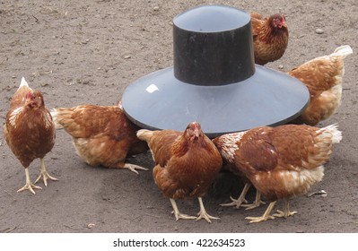 Chicken Feeder Images Stock Photos Vectors Shutterstock