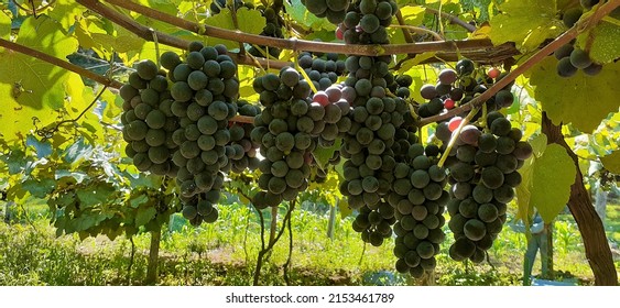 Isabel grape ready for harvest in a vineyard in southern Brazil
