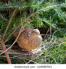 1,456 Livestock Handling Images, Stock Photos & Vectors | Shutterstock