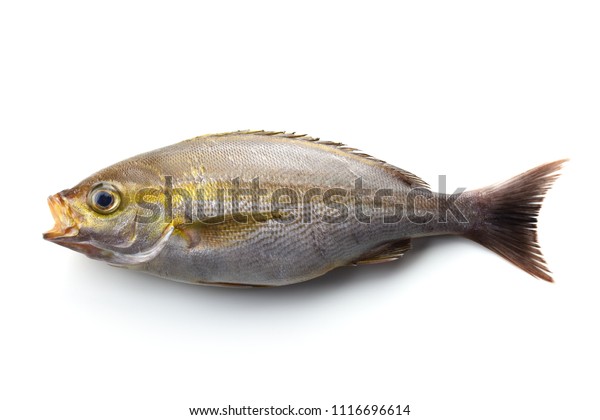 Isaki Fish Known Threeline Grunt Parapristipoma の写真素材 今すぐ編集