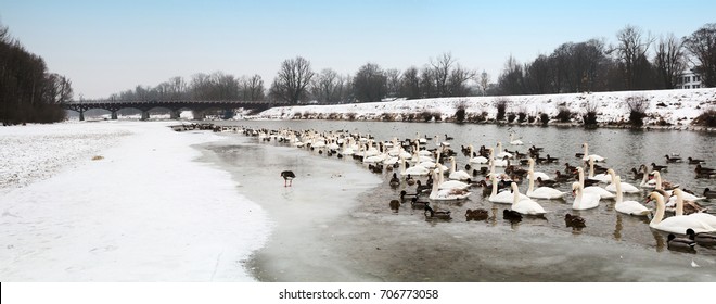 Isar River Munich In Winter, With Bridge And Lots Of Waterbirds