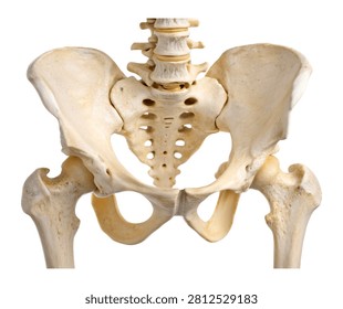 Ischium Single Ischium Bone Shown In Side Persp Isolated On White Background