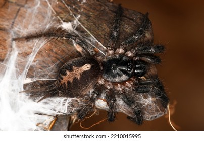 Ischnothele Guianensis (scatter-web Spiders), A Species Of Spiders In The Family Ischnothelidae (Mygalomorphae). 