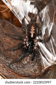 Ischnothele Guianensis (scatter-web Spiders), A Species Of Spiders In The Family Ischnothelidae (Mygalomorphae). 